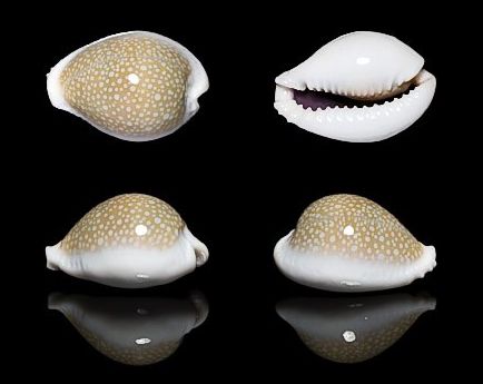  p>初雪宝螺(学名:erosaria miliaris miliaris)是腹足纲宝螺科的 a