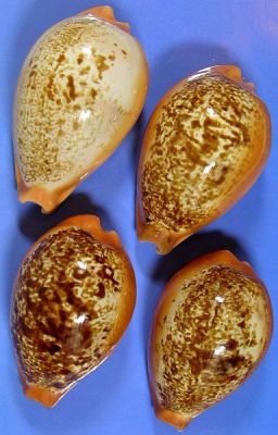  p>兰福宝螺(学名:austrasiatica langfordi langfo