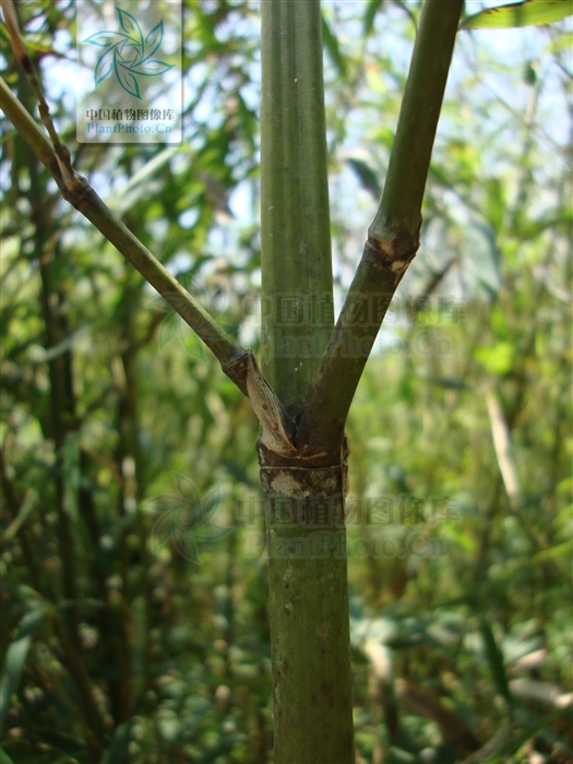  p>苦竹属(学名: i>pleioblastus /i>), a target="_blank" href="