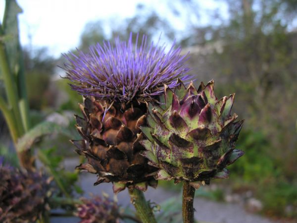  p data-id="gnxbpaqn8x">蓟花, a target="