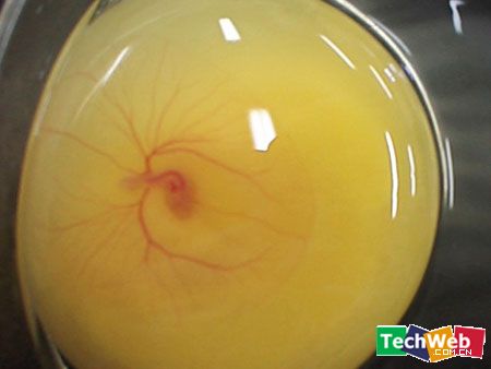  p>鸡胚就是鸡的胚胎,是研究动物发育的重要模型,已被大量用于发育