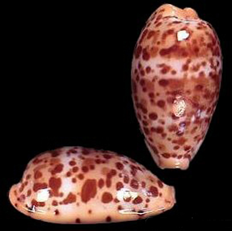  p>七星麻脸宝螺是宝螺科,宝螺属的一种贝类动物,生活在夸贾林环礁, a