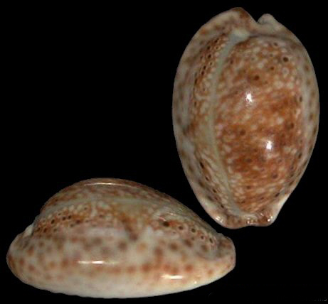  p>眼斑宝螺(学名:erosaria ocellata ocellata )是腹足纲宝螺科的 a