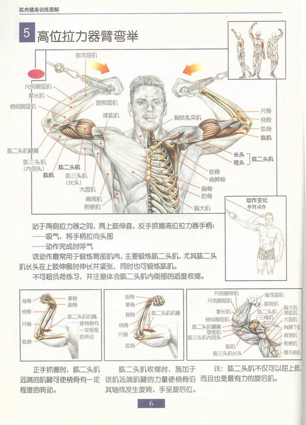 使用拉力器锻炼的好处在于: a target="_blank" href="/item/肱二头肌