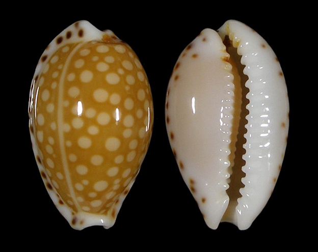  p>满天星宝螺(学名:cribrarula gaskoinii gaskoinii)是腹足纲宝螺科