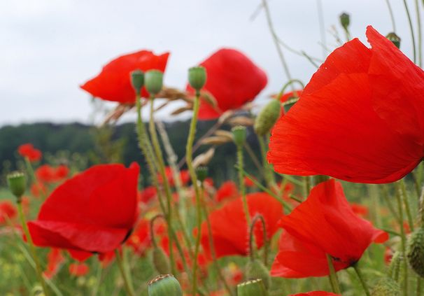  p>佛兰德斯红罂粟(英文名称:flanders field poppy)属罂粟科,一,二年