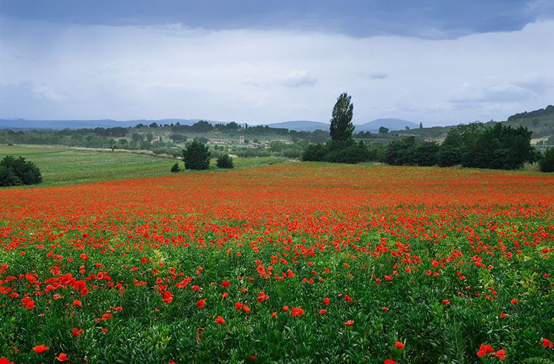 flanders field poppy