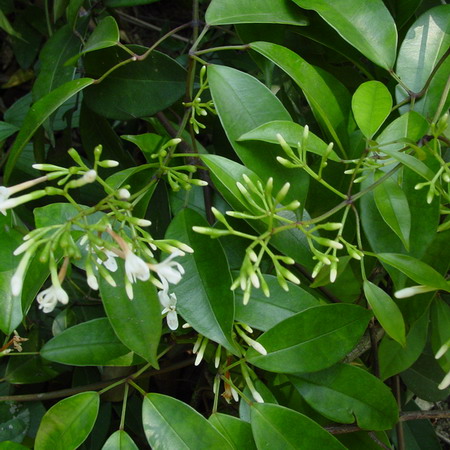 jasminum lanceolarium roxb.