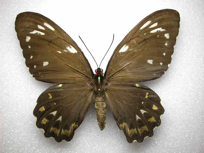  p>绿鸟翼凤蝶(学名:ornithoptera priamus euphorion)是凤蝶科 a