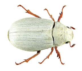  p>白金龟就是一种白色甲壳虫,主要生活于东南亚地区.