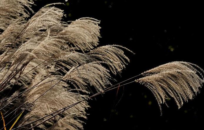  p> b> a href="#" data-lemmaid="10320818">芒草 /a> /b>(学名