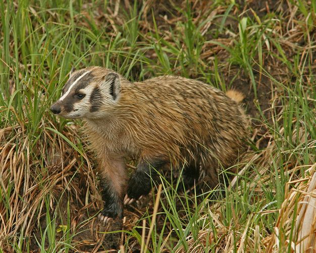  p>美洲獾(学名: i>taxidea taxus /i>):体长52-87厘米,尾长10-16厘米