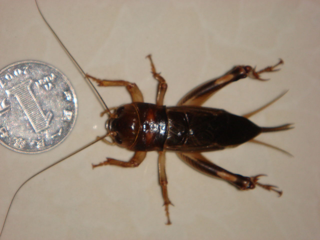  p>蟋蟀(xī shuài)(gryllulus;gryllus) a target="_blank" href="