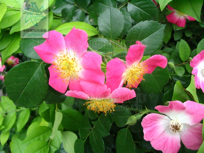  p>单瓣月季花是 a target="_blank" href="/item/蔷薇科/1121901"