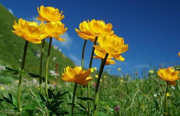  p>水金莲花,别名: a href="#" data-lemmaid="22953">金莲花 /a>