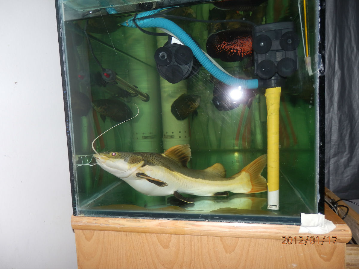  p data-id="tirqmuh3vn9f">红尾鲶是鲤形目鲶科鱼类,又名红尾鸭嘴鱼