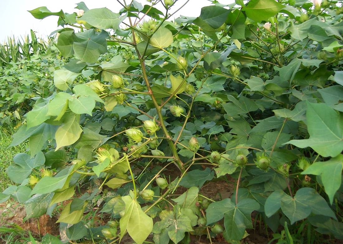 一年发生5代,主要种类有绿盲蝽蟓,三点盲蝽蟓,苜蓿盲蝽蟓等.