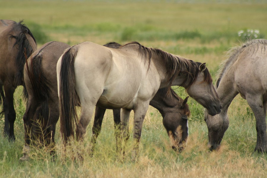 data-id="gnwkj0waci">贵州马是我国西南马的一个地方品种,属于西南型