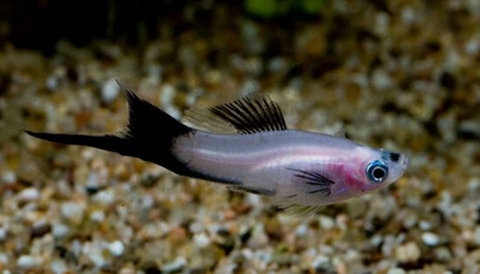 剑尾鱼 全网资源