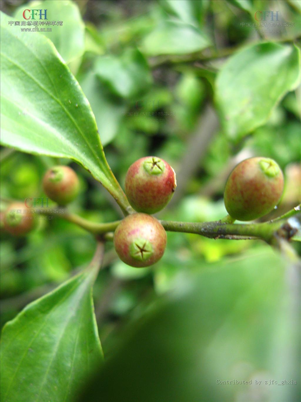  p>寄生藤属, a target="_blank" href="/item/檀香科/8706886" data