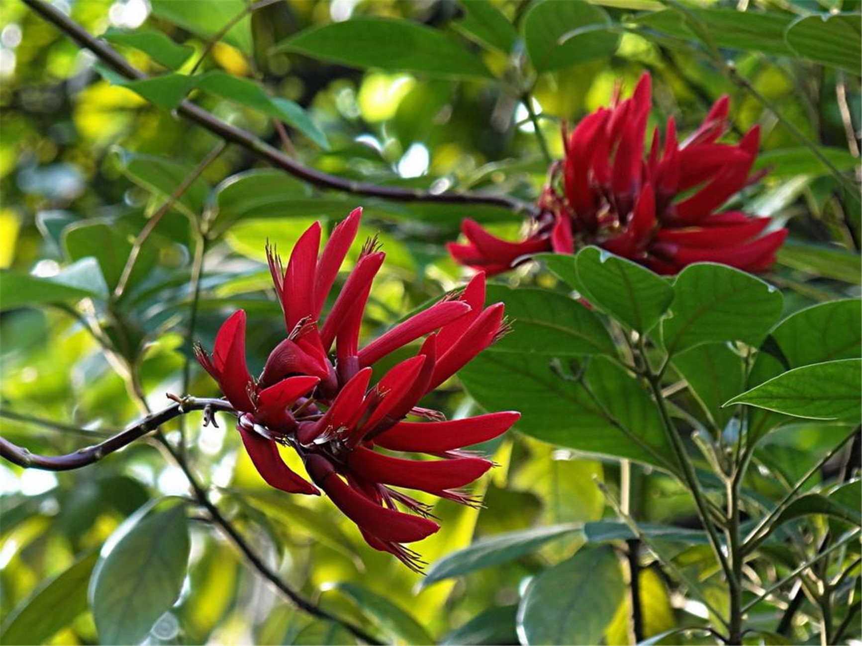  p>龙牙花(学名: i>erythrina corallodendron /i>  l.