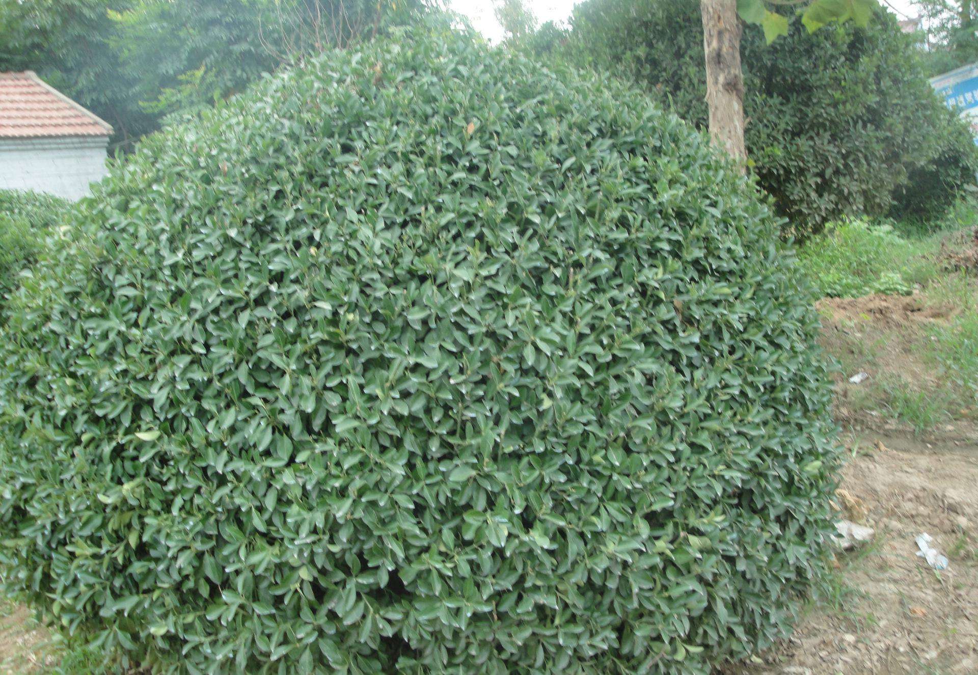  p>矮杨梅冬青, a target="_blank" href="/item/冬青属/10188411"