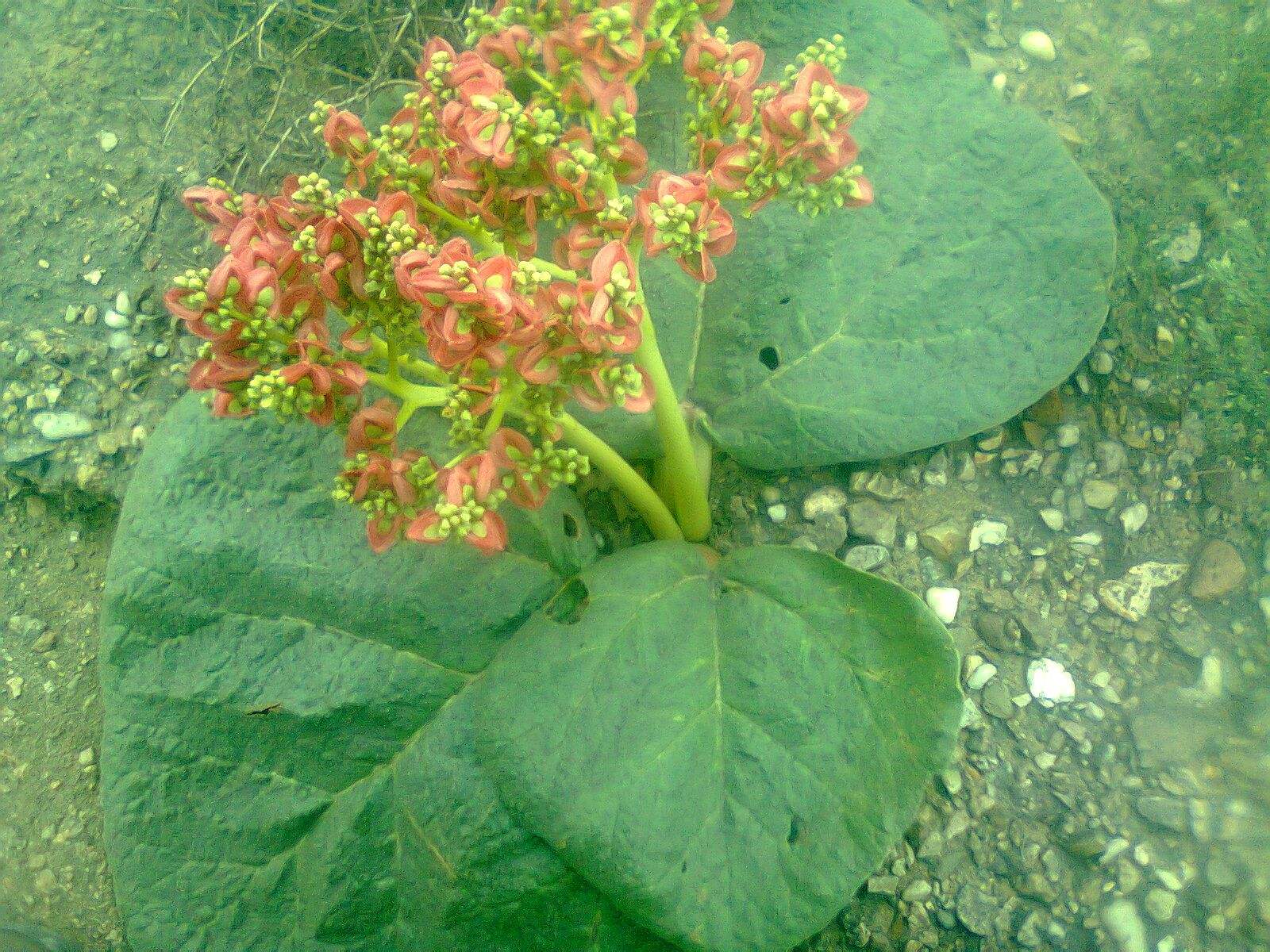  p>矮大黄(拉丁学名: i>rheum nanum /i> siev. ex pall.