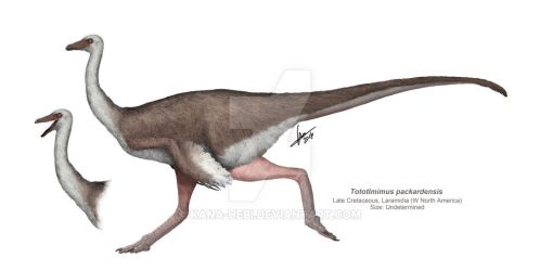  p>似多多鸟龙是发现于墨西哥晚白垩世新似鸟龙科恐龙. /p>