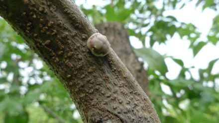 栾树日本龟蜡介