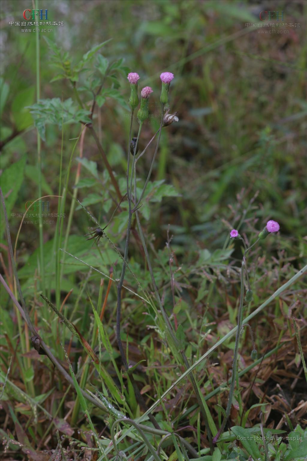  p>一点红属,菊科,约30种,分布东半球热带,我国有3种,产西南部至东部.