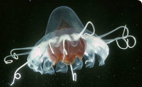 包括刺丝胞动物,钵水母纲,十字水母纲,立方水母纲动物