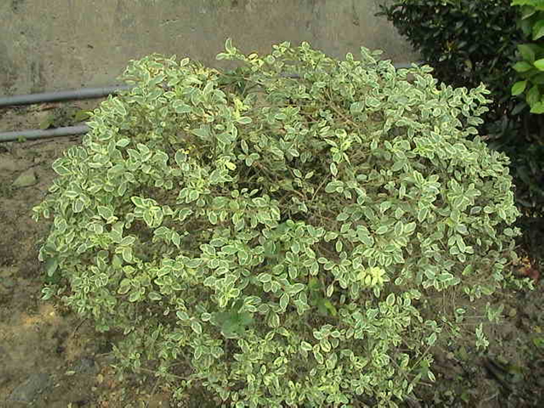 小乔木有哪些(观花小乔木有哪些)