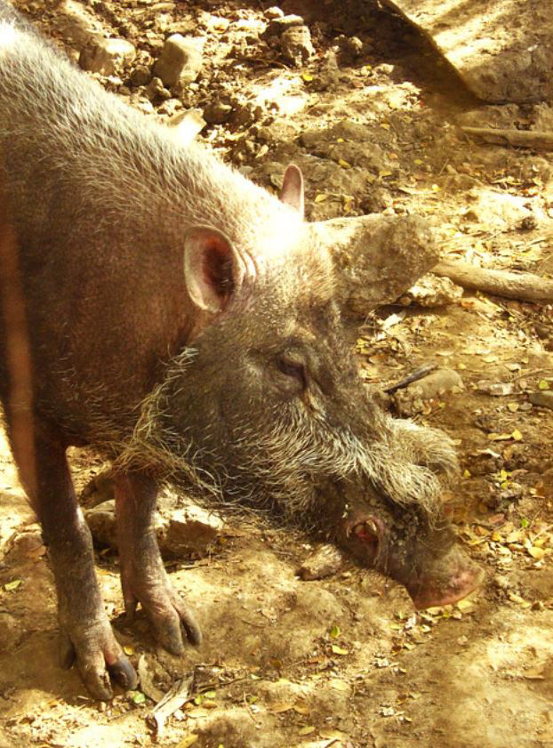  p>巴拉望须猪(学名: i>sus ahoenobarbus /i>):是猪科猪属的 a href=