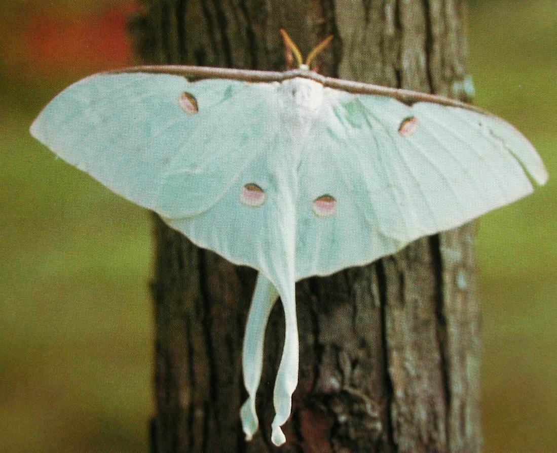 蚕蛾的头部呈小球状,长有鼓起的复眼和触角;胸部长有三对足及两对翅