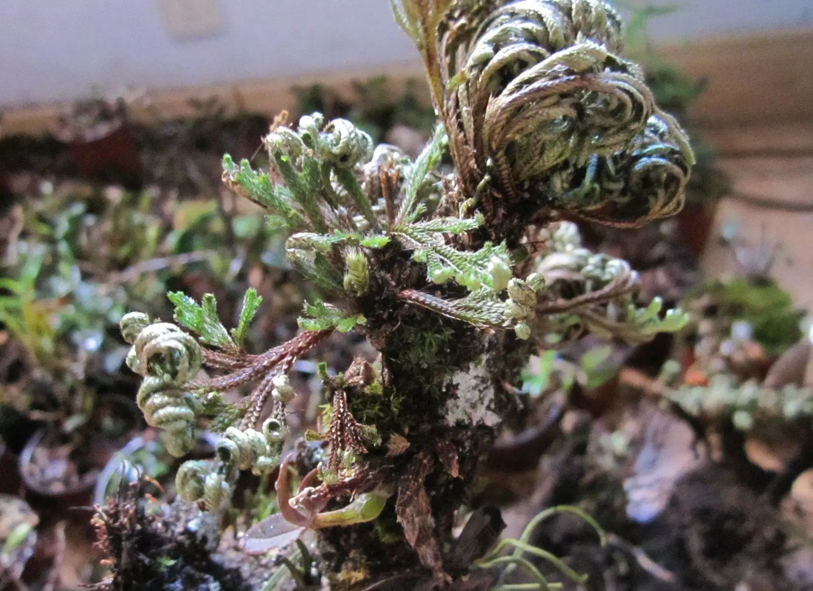 《本草》植物志之九死还魂草卷柏：做成标本11年之后遇水还魂复活_百科TA说
