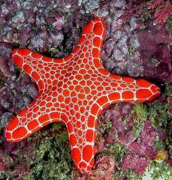 starfishes
