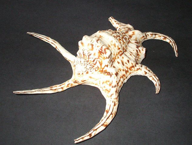  p>水字螺(学名: i>harpago chiragra chiragra /i>) a href="#" data