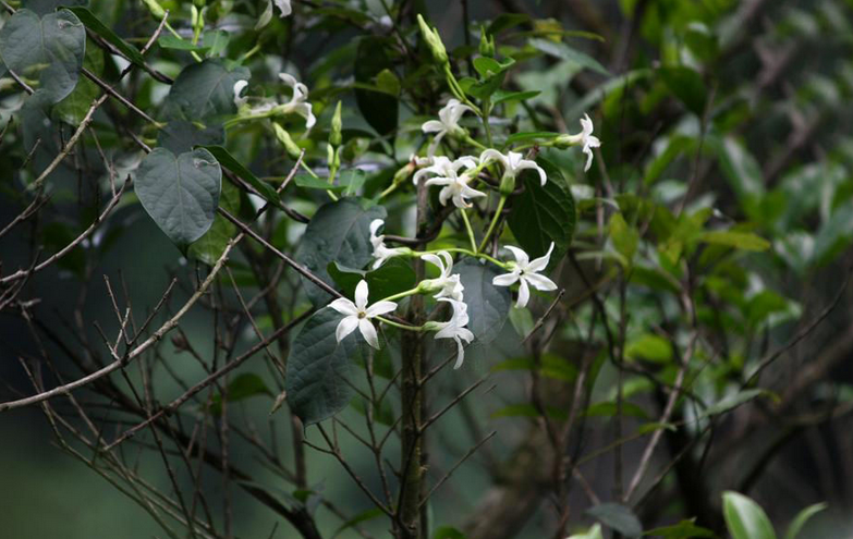  p>黑鳗藤(学名: i>stephanotis mucronata /i> (blanco) merr.