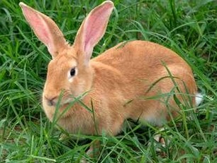  p>豫丰黄兔属于 a target="_blank" href="/item/中型兔/6719570"