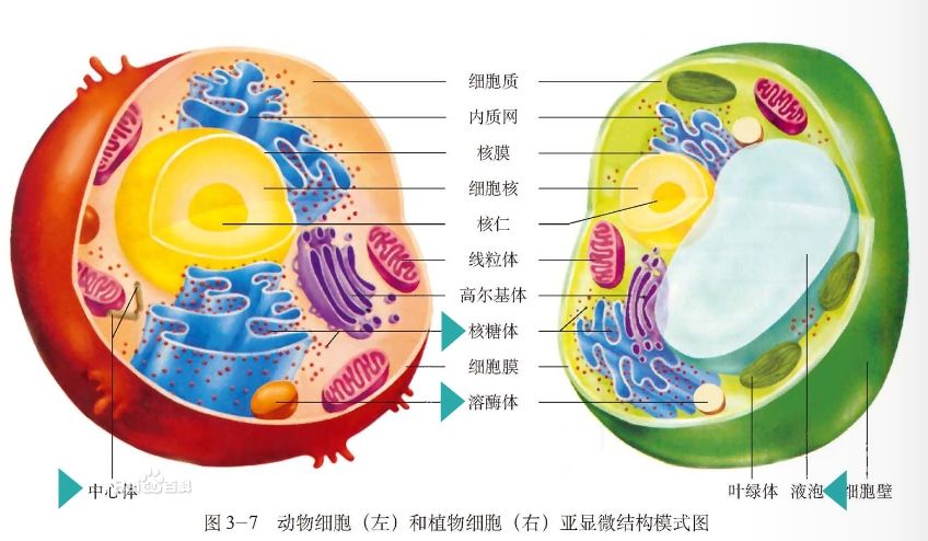 哺乳动物细胞致突变试验