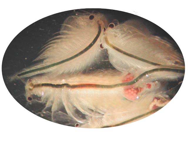  p>卤虫(brine shrimp)也称盐水 a>丰年虫 /a>.