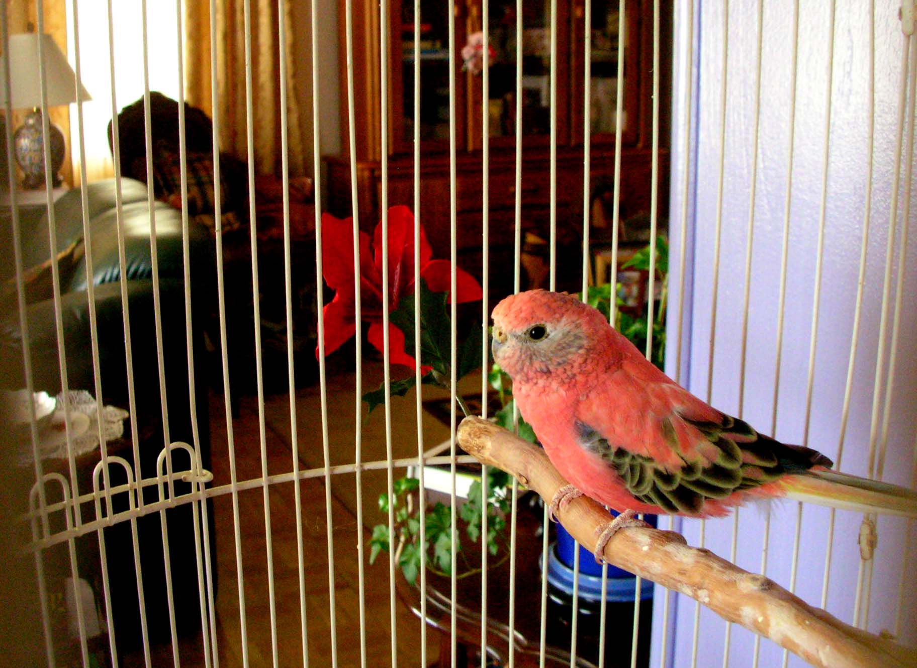  p>伯克氏草原鹦鹉(学名:neophema bourkii)是典型的 a href="#" data