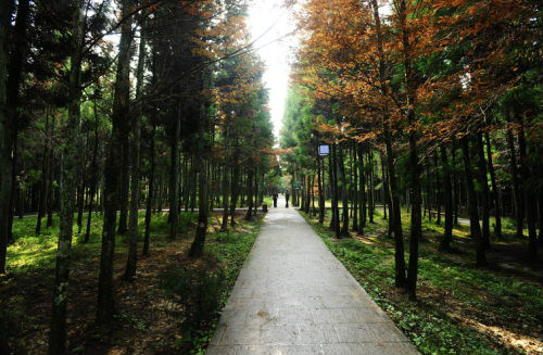 黄水森林公园