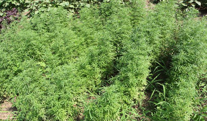 briq.)是唇形科,裂叶荆芥属植物.