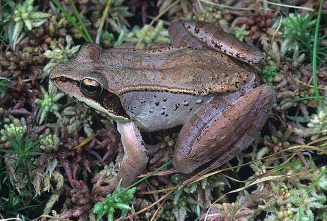  p>木蛙(学名: i>lithobates sylvaticus /i>):体长35-76毫米,体重7.