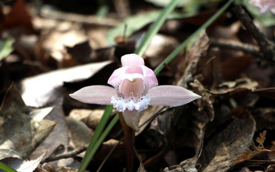 独花兰（兰科独花兰属植物）_百度百科