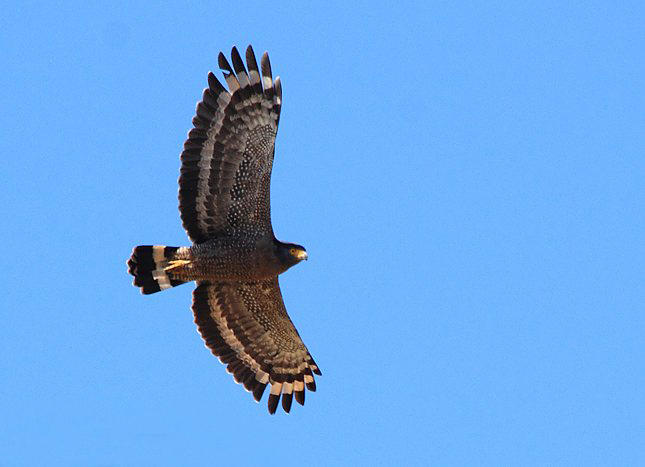 hewi6toh">蛇雕是鹰形目鹰科蛇雕属鸟类,又称蛇鹰,白腹蛇雕,冠蛇雕