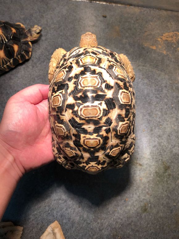 纳米比亚豹纹陆龟