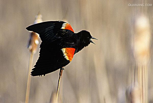 体长19-24厘米,翼展30-37厘米,体重65克,春天雄鸟羽色翅膀上端橘红色