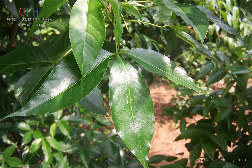  p>鱼木属(crateva l.